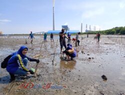 Implementasi Menjaga Alam, Tagana Tanam 2000 Bibit Pohon Mangrove