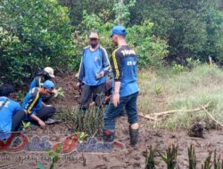 Rangkul DLH, Tagana Dan KSB Rilis Penyemaian 1000 Bibit Mangrove