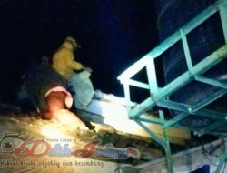 Widodaren Rescue Evakuasi Sarang Tawon Vespa Di Rumah Warga