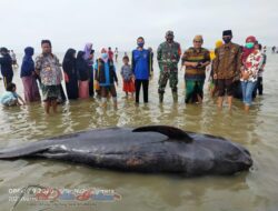 45 Paus Raksasa Terdampar, Tagana Dan Pordam Berjibaku Di Lapangan.