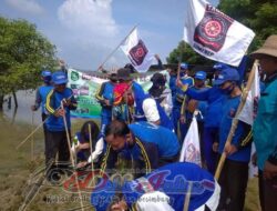 Relawan Sumenep Tandur 5000 Mangrove Di Harlah Tagana Indonesia