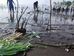 Jaga Kelestarian Alam, Tagana Situbondo Lakukan Pemeliharaan Pohon Mangrove