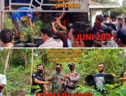 Ketum Mapan : Temuan 300 Pohon Ganja Di Brebes Diduga Ada Kesamaan dengan Di Pangandaran