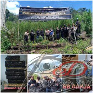 Polri Musnahkan 7 Hektare Ladang Ganja Di Gunung Lauser Dan Sita 592 Kg Ganja Kering