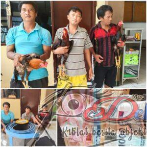 Tiga Orang Budak Judi Sabung Ayam Di Amankan Polisi