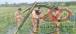 Tomat Jadi Unggulan Di Sektor Pertanian Desa Olor Banyuates Sampang