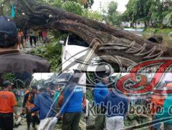 Angin Kencang Hantam Jember Akibatkan Puluhan Pohon Tumbang