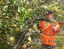 Jeruk Pamelo, Jeruk Khas Kabupaten Magetan