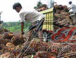 Petani Kelapa Sawit Indonesia Ucapkan Terima Kasih ke Presiden Jokowi Karena Cabut Larangan Ekspor