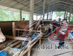 Lima Ekor Sapi di Gilirejo Baru Terpapar Virus PMK