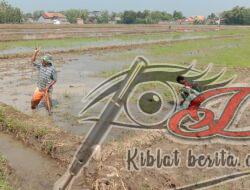 Percepat MT-3 Babinsa Bantu Siapkan Lahan Petani Untuk Tanam Padi