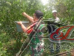 Babinsa Gresik Desa Bolo Bantu Petani Panen Jeruk
