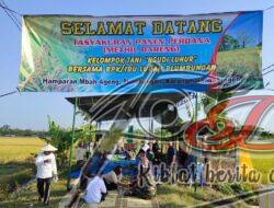 Babinsa Plumbungan Panen Perdana bersama Poktan Ngudi Luhur