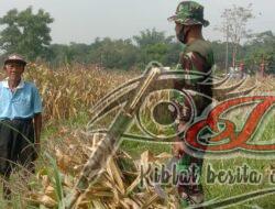 Dukung Ketahanan Pangan, Babinsa Sambangi Petani Jagung