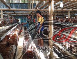 Tingkatkan Ekonomi Rakyat, Babinsa Komsos Dengan Pelaku UMKM Ayam Petelur