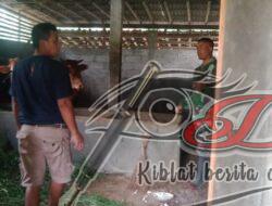 Jalin Silahtuhrahmi, Babinsa Komsos Dengan Peternak Sapi