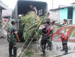 TNI Polri Boyolali Ngarit Beri Pakan Ternak Warga Dampak Erupsi