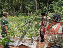 Keikutsertaan Babinsa Guna Menyukseskan Swasembada Pangan