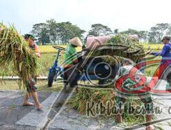 Anggota Kodim 0726/Sukoharjo Bantu Petani Panen Raya di Lahan Demplot Ketahanan Pangan