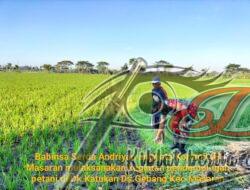 Dampingi Petani, Babinsa Cek Pertumbuhan Tanaman Padi