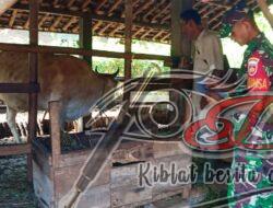 Cegah Penularan PMK Pada Hewan, Ini Yang Dilakukan Babinsa Di Ngadirojo
