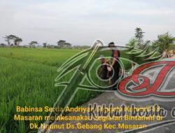 Dampingi Petani, Babinsa Cek Pertumbuhan Padi dan Ketersediaan Air