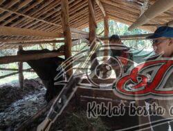 Babinsa Ngadirojo Kidul Dampingi Pemberian Vaksinasi PMK Hewan Ternak