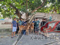 Patroli Kring Serse Polres Probolinggo Kota Berhasil Gagalkan Pencurian 2 Ekor Sapi