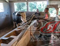 Datangi Kandang Sapi, Babinsa Beri Motivasi