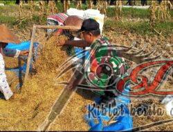 Dukung Ketahanan Pangan, Babinsa Bantu Petani Panen Padi