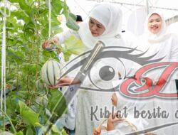 Gubernur Khofifah Ajak Cucu Tanam Dan Panen Golden Melon di Green House Masjid Al Akbar Usai Sholat Iedul Adha