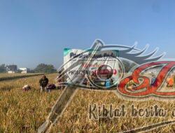 Panen Raya SUBUR BAROKAH Di geger MadiunPenuh Rasa Syukur