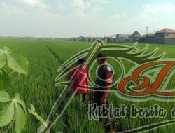 Capai Swasembada Pangan, Babinsa Optimalkan Pendampingan Kepada Petani