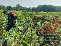 Babinsa Terus Dampingi Petani Harapkan Kebutuhan Buah Melon Di Kecamatan Miri Terpenuhi