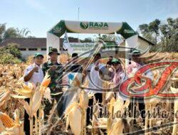 Tugas Mulia, Babinsa Dampingi Petani Panen Jagung