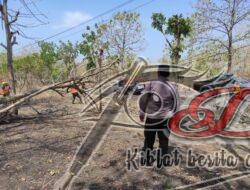 Polsek Karanganyar Lakukan Pengamanan Penebangan Pohon Rawan Tumbang*