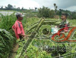 Motivasi Petani Binaan, Babinsa Selo Bantu Panen Cabe