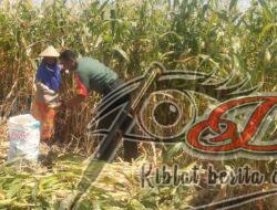 Jaga Ketahanan Pangan, Babinsa Bantu Panen Jagung
