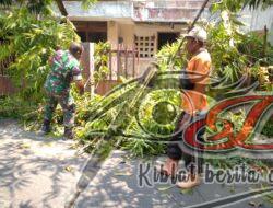 Cegah Pohon Tumbang, Babinsa Kemlayan Kerja bakti Pangkas Ranting Pohon