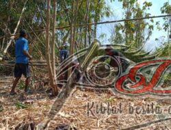 Tumbuhkan Jiwa Gotong Royong, Babinsa Bantu Potong Bambu Warga