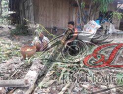 Dukung Swasembada Pangan, Babinsa Koramil Kemusu Bantu Petani Proses Panen Jagung