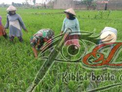 Terjun Langsung ke Sawah, Babinsa Bantu Petani Penyiangan Rumput