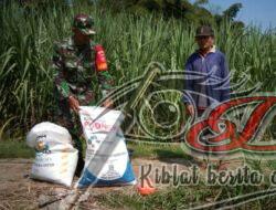 Babinsa Klego Dampingi Petani Lakukan Pemupukan