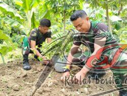 Wujudkan Ketahanan Pangan, Koramil Kemusu Manfaatkan Lahan Kosong
