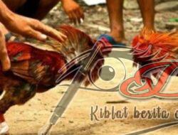 Polres Malang Tutup Mata, Maraknya Judi Sabung Ayam Ngempit Kepanjen