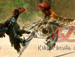 Maraknya Sabung Ayam di Sumber Manggis Malang, APH Tutup Mata Diduga di Backingin Oknum Kepala Desa