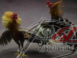 Istimewa Judi Sabung Karangsono Siraman Kesamben Blitar Terkesan di Legalkan Oleh APH