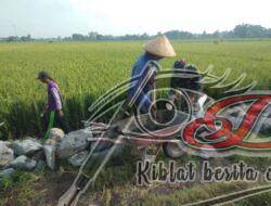 Babinsa Gotong Royong Bangun Talud Jalan Sawah, Wujud Sinergi Antara Aparat dan Masyarakat