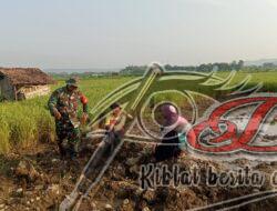 Babinsa Terjun Ke Sawah Beri Motivasi Petani