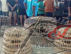 Merasa Kebal Hukum, Judi Sabung Ayam di Belakang GOR Bakaran Tetap Beroprasi, Ada Siapa di Belakangnya?